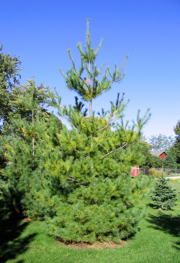 White Pine - Pinus strobus from Faller Landscape