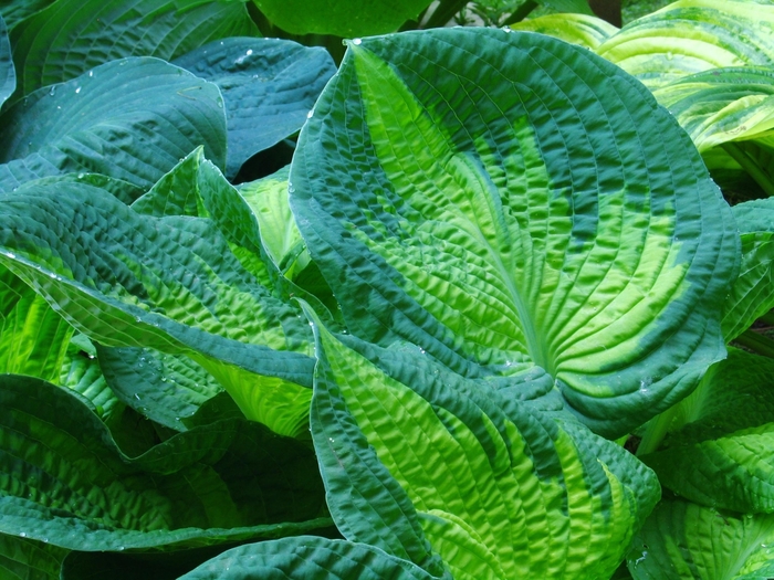 Brother Stefan Hosta - Hosta 'Brother Stefan' from Faller Landscape