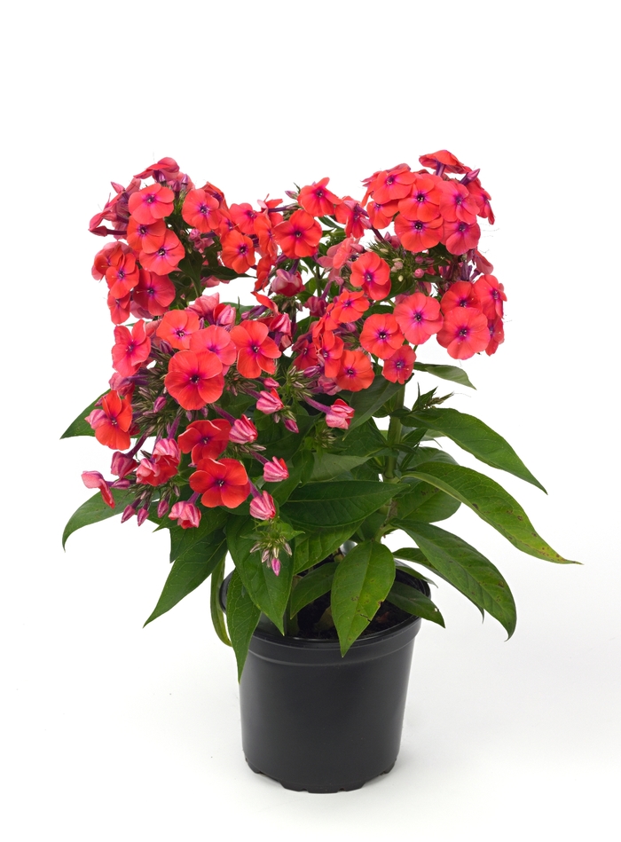 Flame® Coral Phlox - Phlox paniculata 'Flame Coral' from Faller Landscape