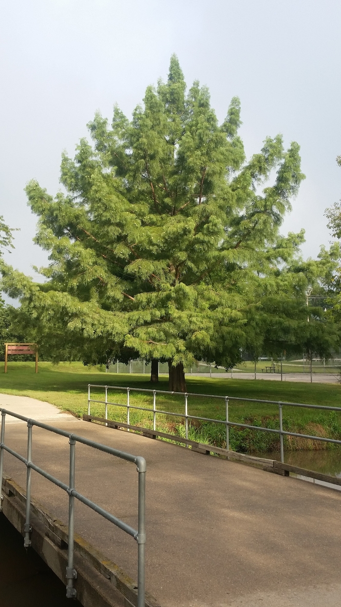 Bald Cypress - Taxodium distichum from Faller Landscape