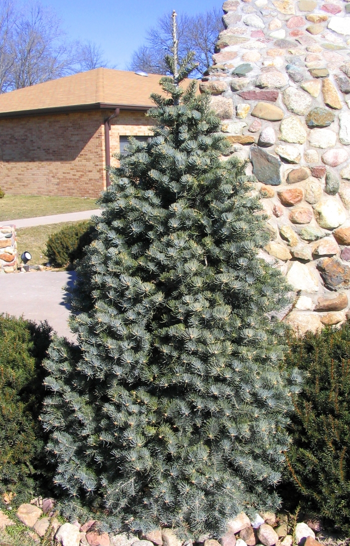 Columnar Concolor Fir - Abies concolor 'Fastigiata' from Faller Landscape