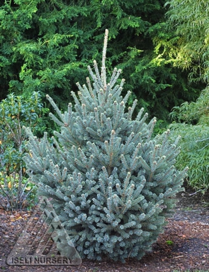 Yukon Blue White Spruce - Picea glauca 'Yukon Blue' from Faller Landscape