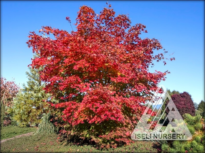 North Wind Maple - Acer x pseudosieboldianum 'North Wind' from Faller Landscape