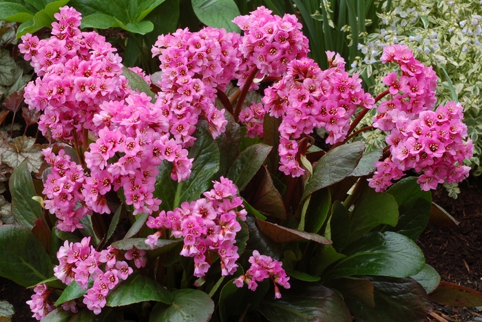 Spring Fling Bergenia - Bergenia 'Spring Fling' from Faller Landscape
