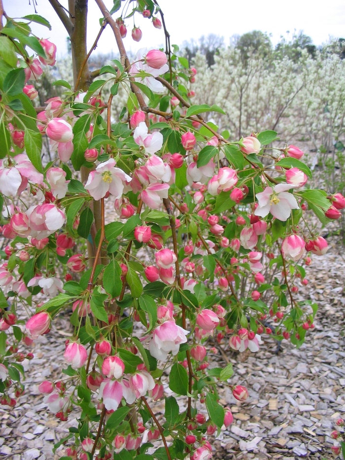 Louisa Crabapple - Malus 'Louisa' from Faller Landscape