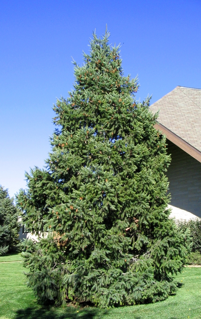 Douglas Fir - Pseudotsuga menziesii var. glauca from Faller Landscape