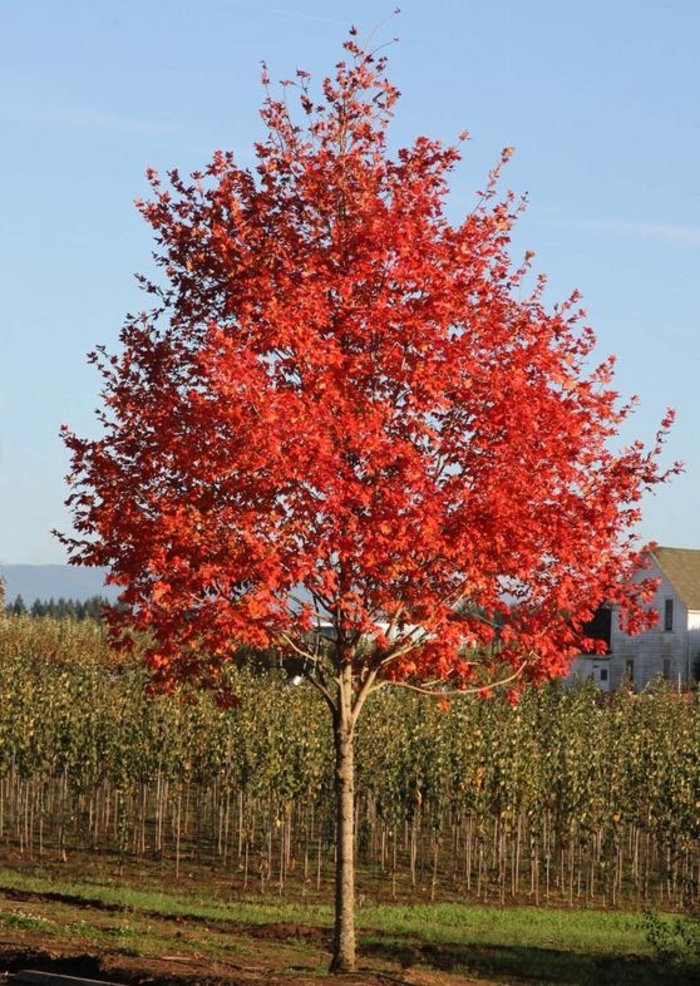 Sienna Glen® Maple - Acer x freemanii 'Sienna' from Faller Landscape
