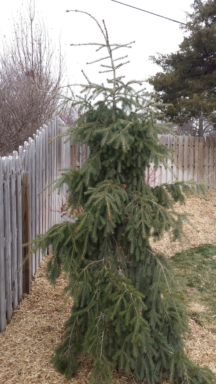 Graceful Grace Weeping Douglas Fir - Pseudotsuga menziesii 'Graceful Grace' from Faller Landscape