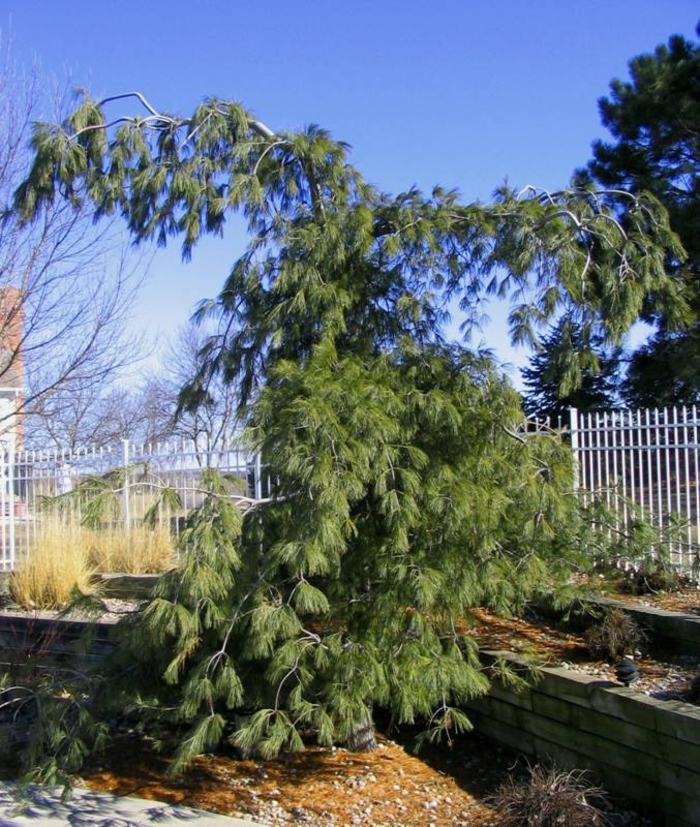 Weeping White Pine - Pinus strobus 'Pendula' from Faller Landscape