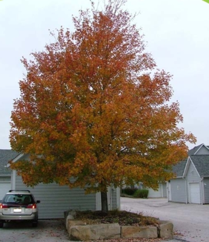 Celebration® Maple - Acer x freemanii 'Celzam' from Faller Landscape