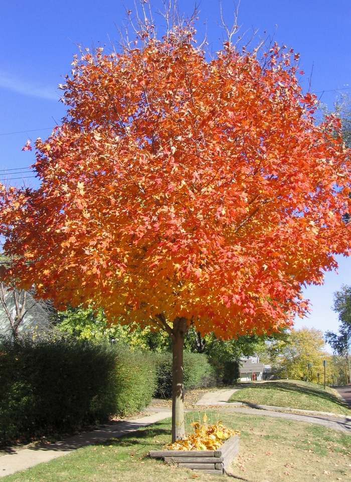 Green Mountain Sugar® Maple - Acer saccharum 'Green Mountain' from Faller Landscape