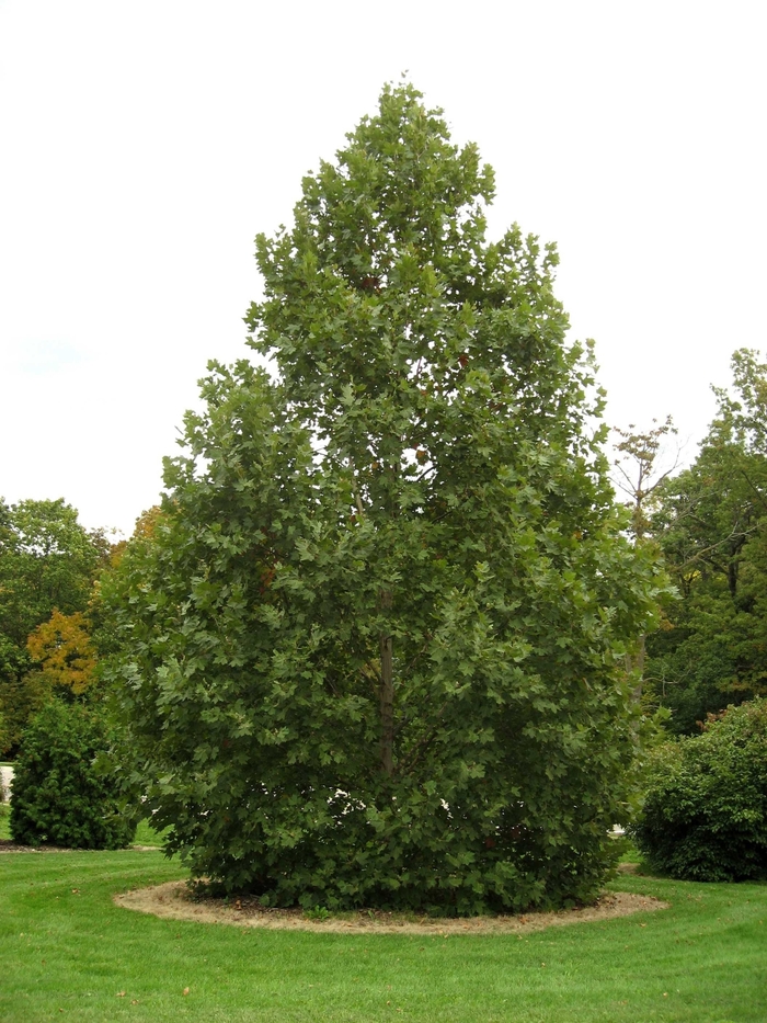 Exclamation® Sycamore - Platanus x acerifolia 'Morton Circle' from Faller Landscape