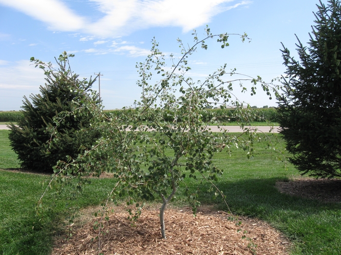 Weeping Swedish Aspen - Populus tremula 'Pendula ' from Faller Landscape