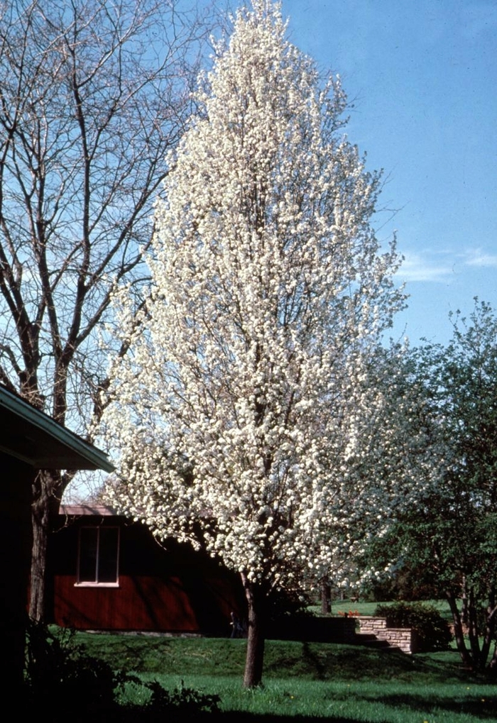 Chanticlear® Pear - Pyrus calleryana 'Glen's Form' from Faller Landscape