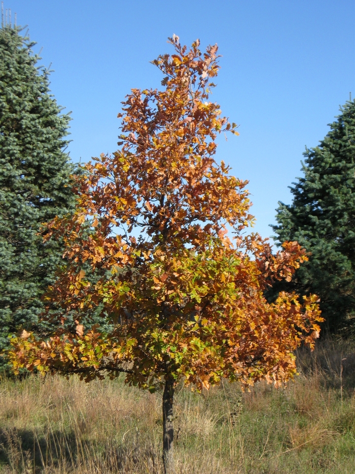 Swamp White Oak - Quercus bicolor from Faller Landscape