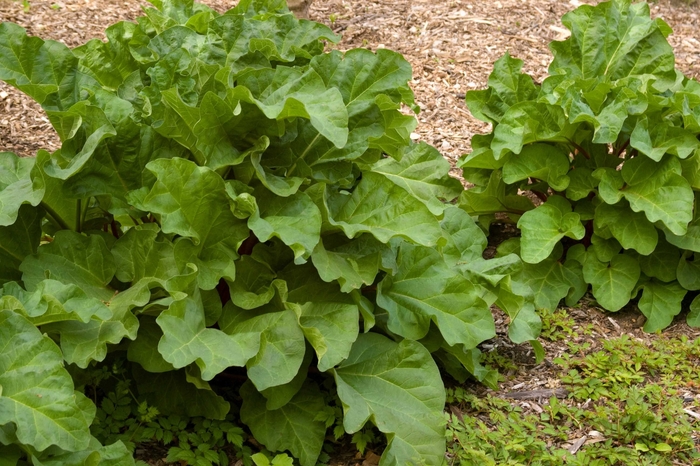 Red Rhubarb - Rheum 'Chipman's Canada Red' from Faller Landscape