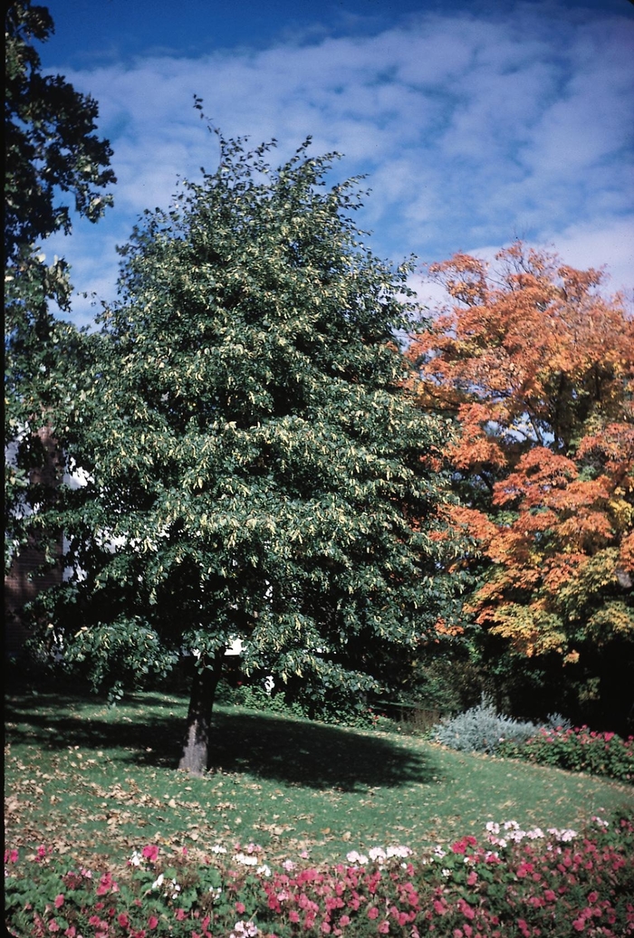 Redmond Linden - Tilia americana 'Redmond' from Faller Landscape