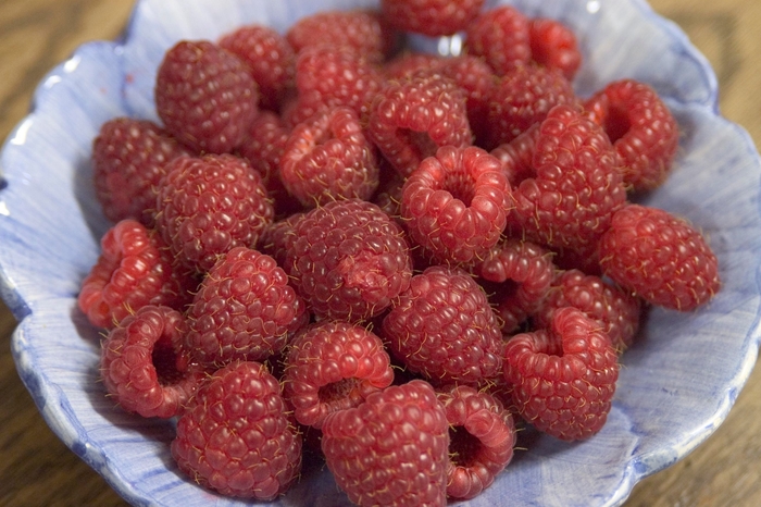 Heritage Raspberry - Rubus 'Heritage' from Faller Landscape