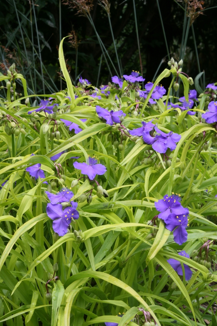 Sweet Kate Spiderwort - Tradescantia andersoniana 'Sweet Kate' from Faller Landscape