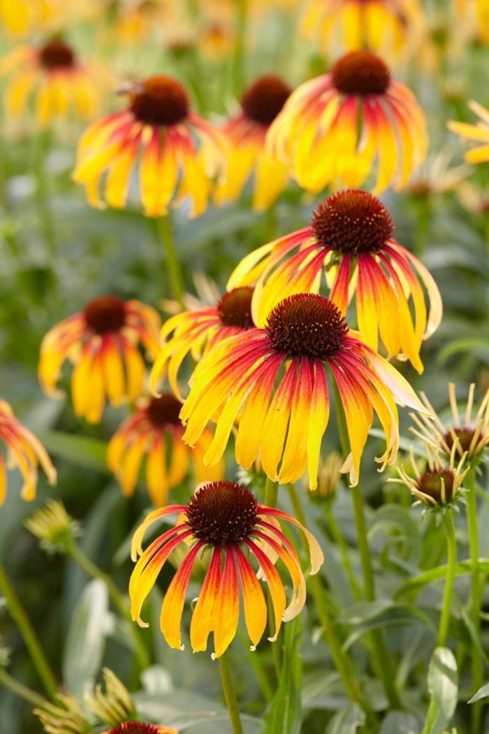 Fiery Meadow Mama Coneflower - Echinacea 'Fiery Meadow Mama' from Faller Landscape