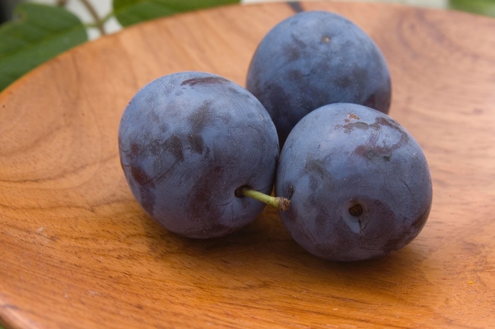 Mount Royal Plum - Prunus 'Mount Royal' from Faller Landscape