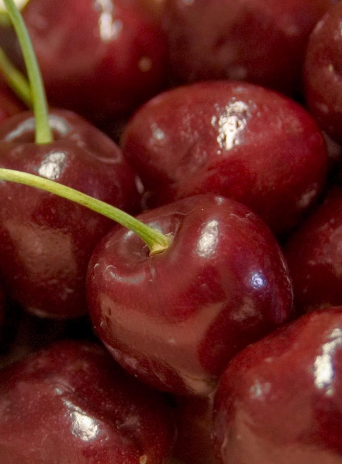 North Star Cherry - Prunus 'North Star' from Faller Landscape