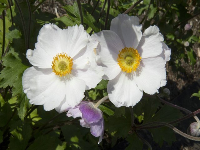 Dreaming Swan Windflower - Anemone 'Dreaming Swan' from Faller Landscape