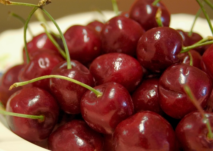 Montmorency Cherry - Prunus 'Montmorency' from Faller Landscape