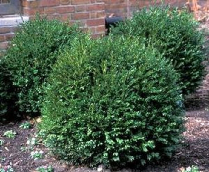 Green Velvet® Boxwood - Buxus 'Green Velvet' from Faller Landscape