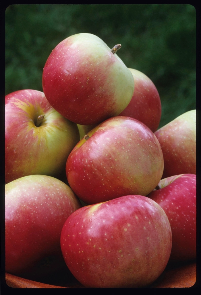 Zestar Apple - Malus 'Zestar' from Faller Landscape