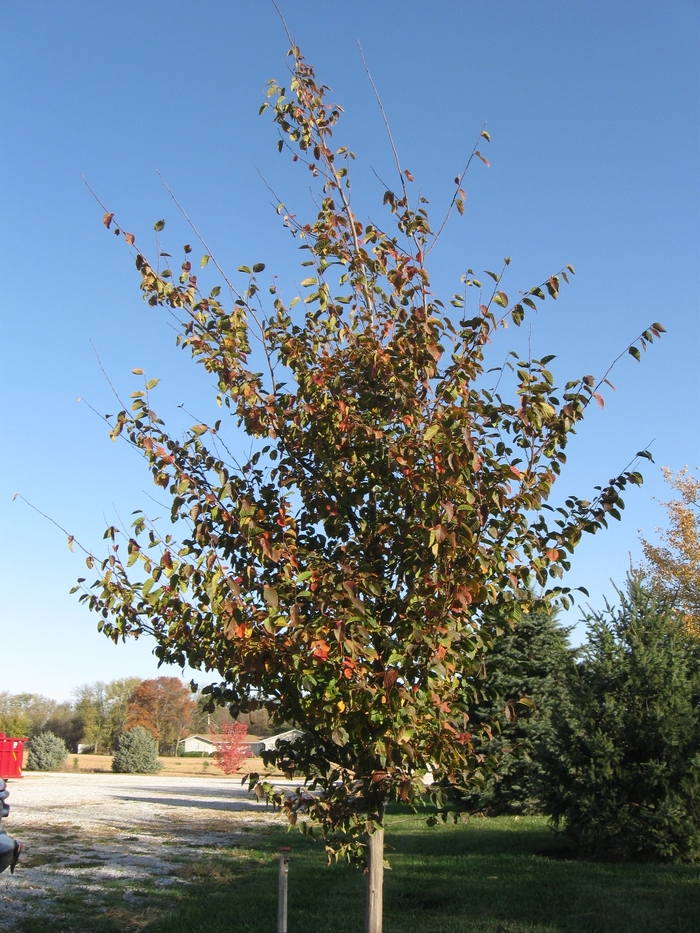 American Hornbeam - Carpinus caroliniana from Faller Landscape