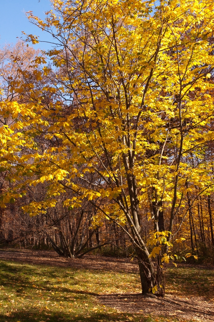 Yellowwood - Cladrastis kentukea from Faller Landscape