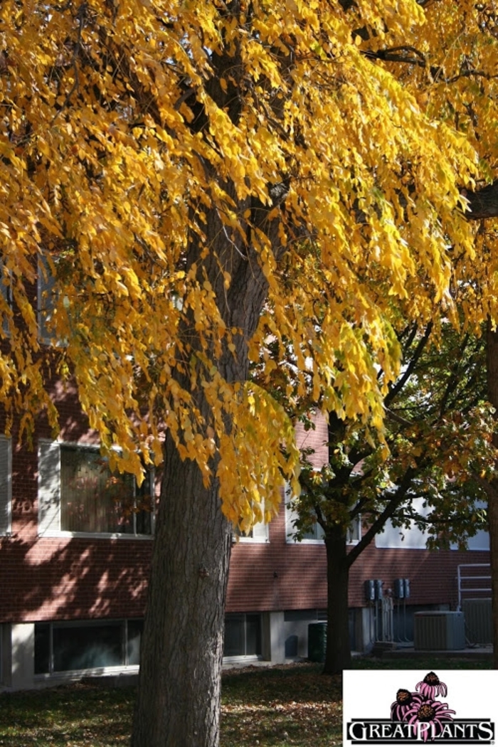 Kentucky Coffeetree - Gymnocladus dioicus from Faller Landscape