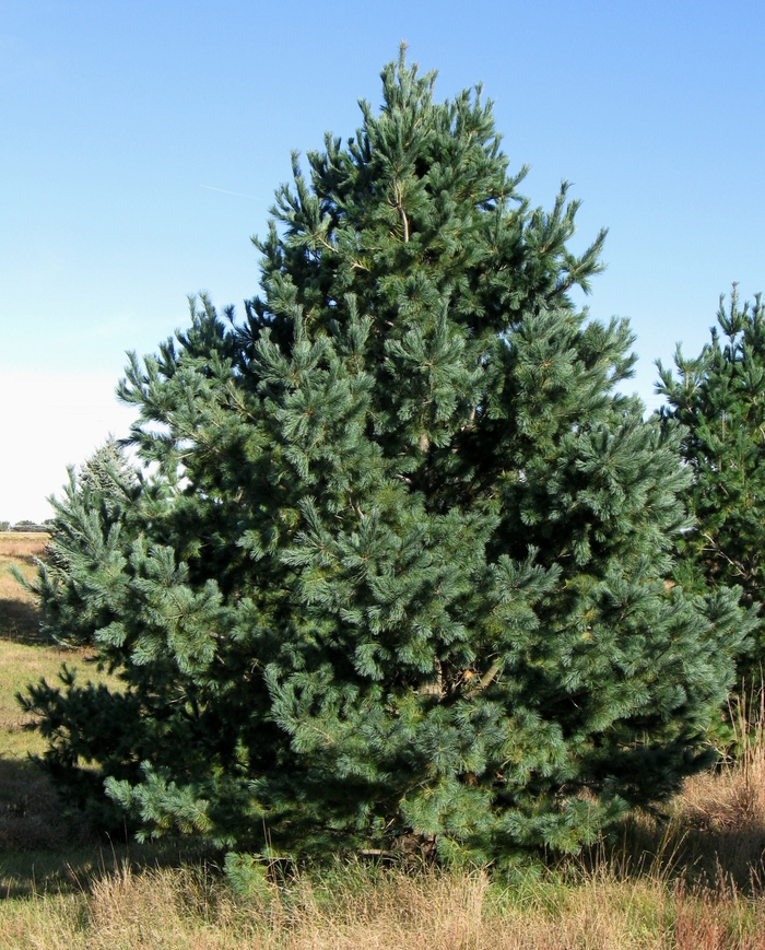 Southwestern White Pine - Pinus strobiformis from Faller Landscape
