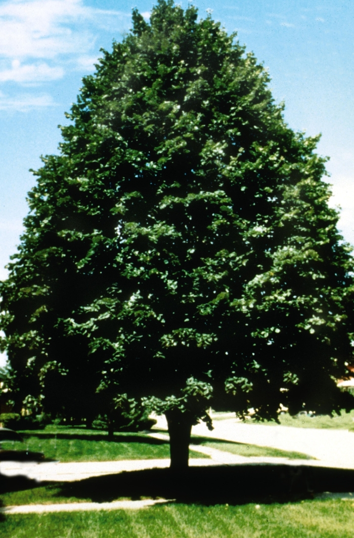 Silver Linden - Tilia tomentosa from Faller Landscape