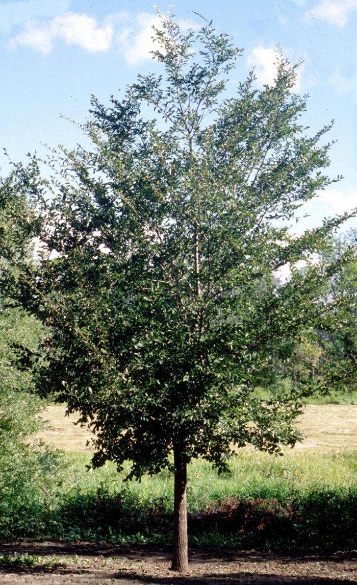 Princeton Elm - Ulmus americana 'Princeton' from Faller Landscape