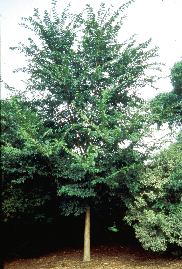 Triumph™ Elm - Ulmus 'Morton Glossy' from Faller Landscape