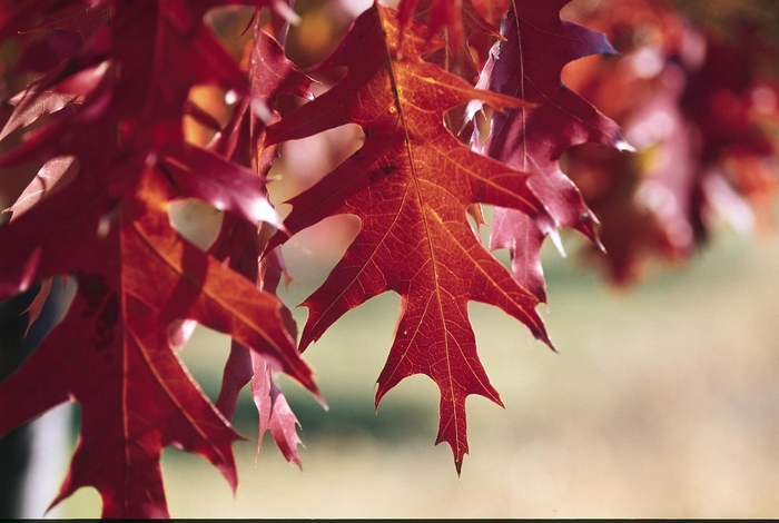 Red Oak - Quercus rubra from Faller Landscape