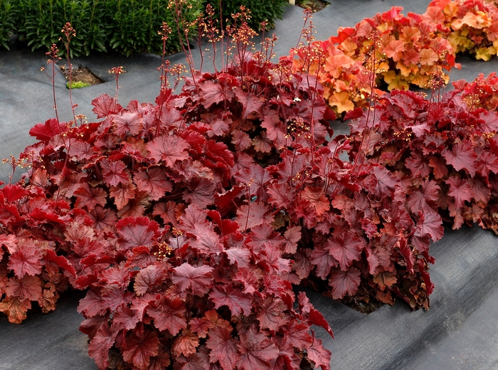 Northern Exposure™ Red Coral Bells - Heuchera 'Northern Exposure Red' from Faller Landscape