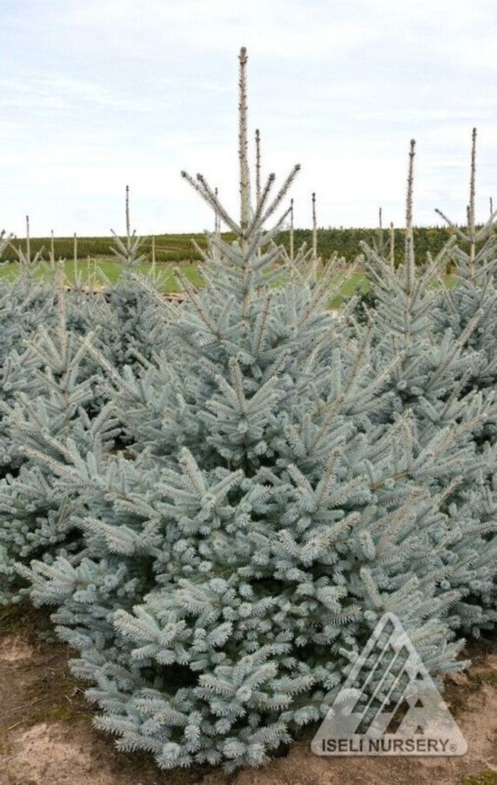 Bonny Blue Spruce - Picea pungens 'Bonny Blue' from Faller Landscape