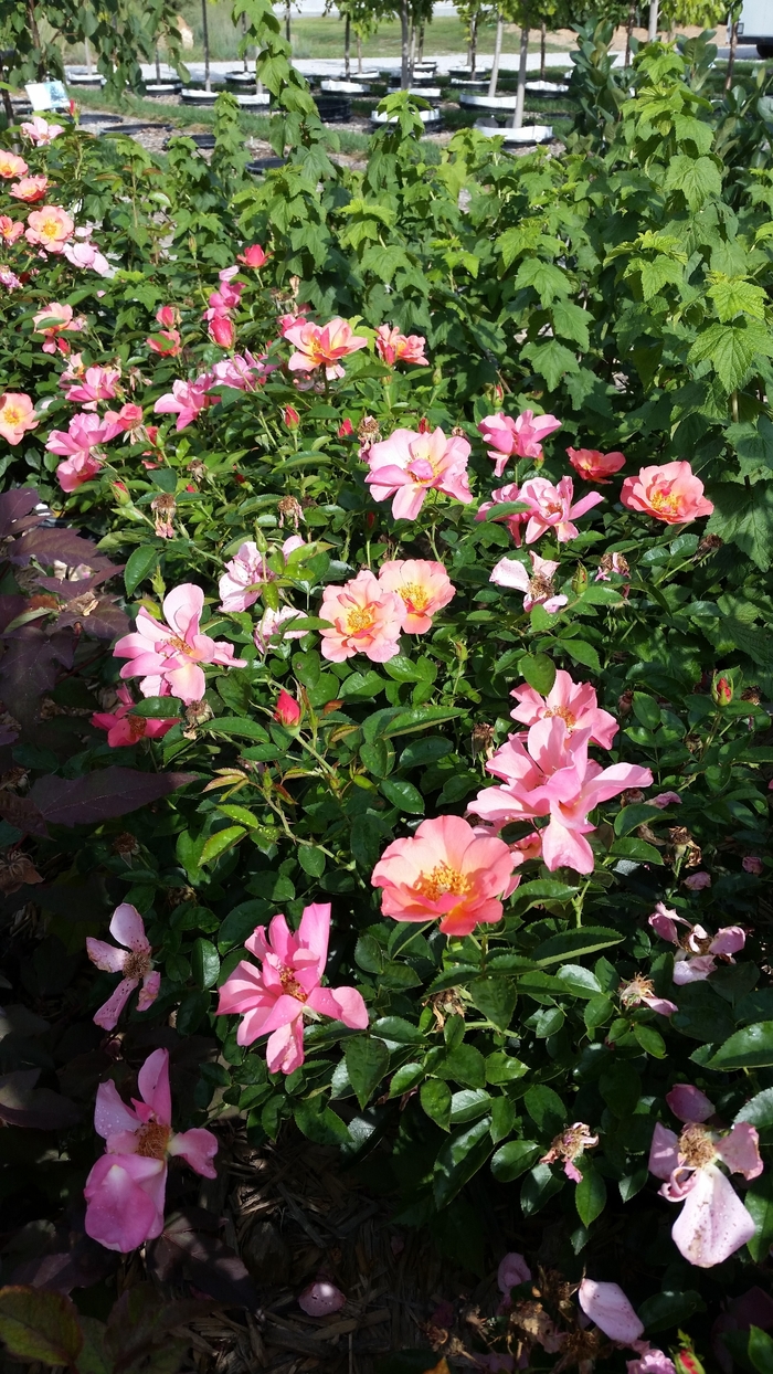 All the Rage Shrub Rose - Rosa 'BAIrage' from Faller Landscape