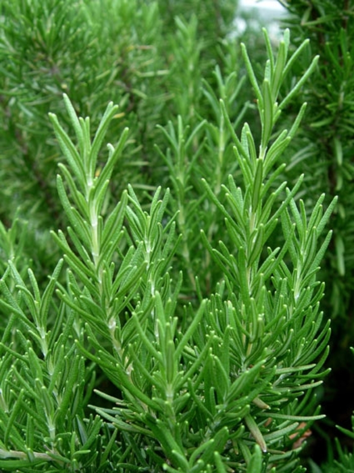 Pine Scented Rosemary Faller Landscape