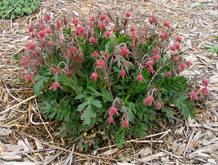 Prairie Smoke Geum - Geum triflorum from Faller Landscape
