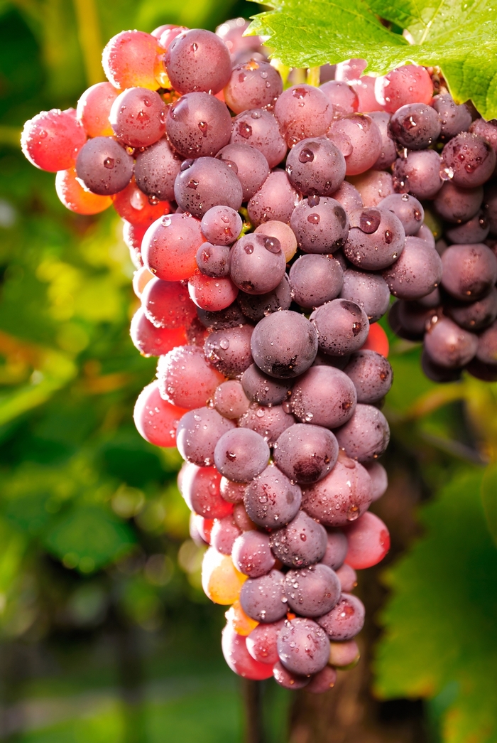 Reliance Seedless Grape - Vitis 'Reliance' from Faller Landscape