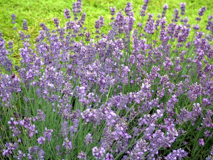  Munstead Lavender - Lavandula angustifolia 'Munstead' from Faller Landscape