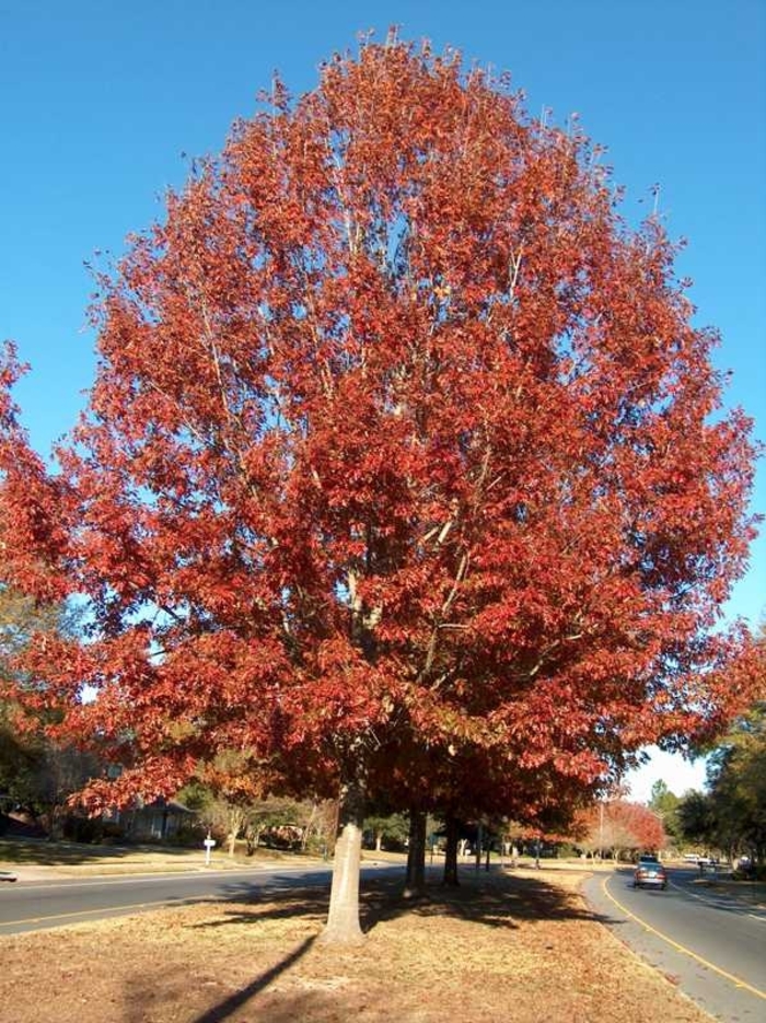 Shumard Oak - Quercus shumardii from Faller Landscape