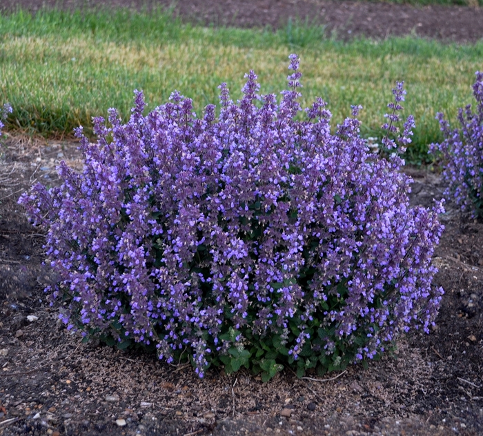 'Cat's Pajamas' - Nepeta hybrid from Faller Landscape