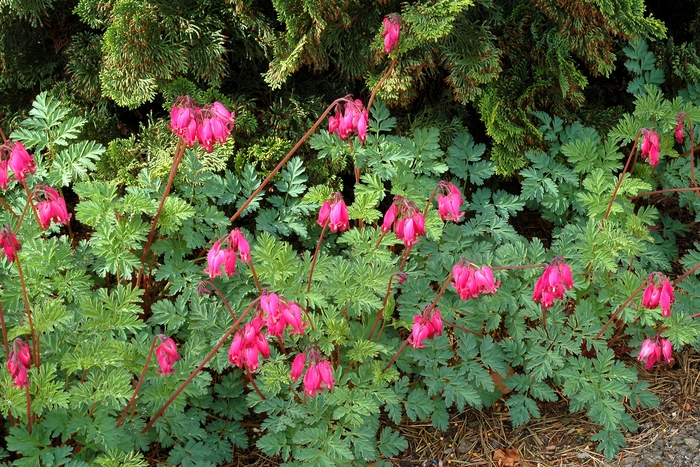 Amore&trade; Rose Bleeding Heart - Dicentra 'Amore Rose' from Faller Landscape