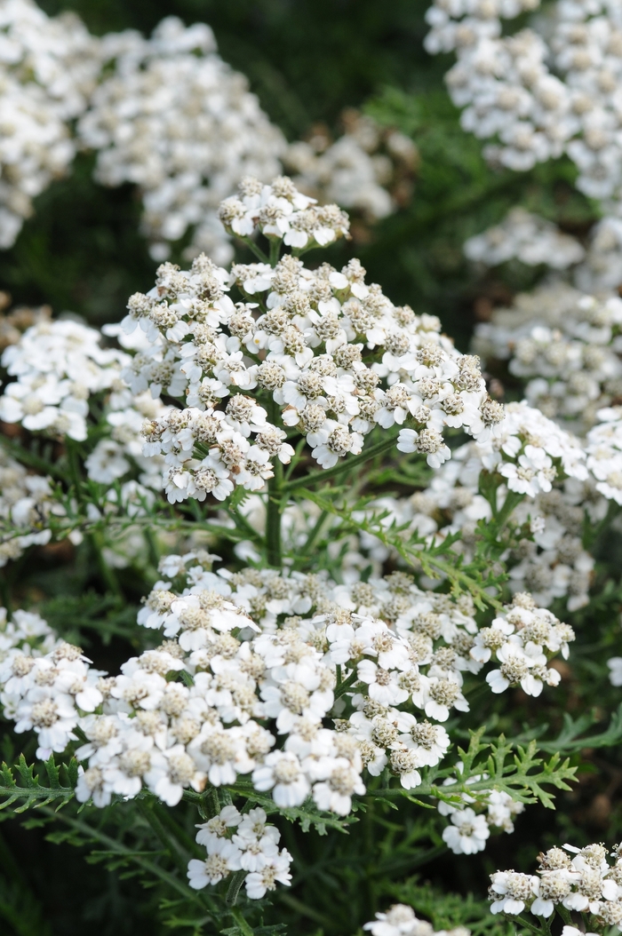 New Vintage White Yarrow - Achillea millefolium 'New Vintage™ White' from Faller Landscape
