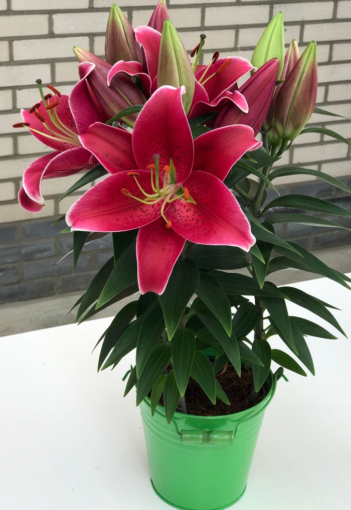Lily Looks Sunny Keys Lily - Lilium 'Sunny Keys' from Faller Landscape